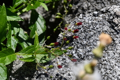 Scrophularia grayana
