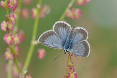 Aricia nicias