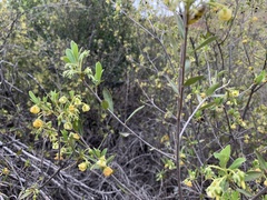 Diospyros