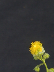 Prockia crucis