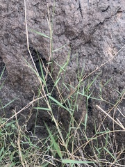 Muhlenbergia porteri