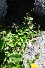 Scrophularia grayana