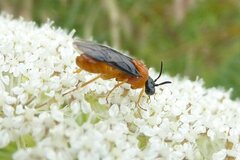 Sterictiphora angelicae