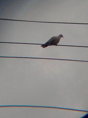 Streptopelia decaocto