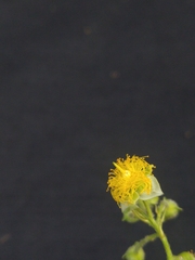 Prockia crucis