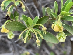 Diospyros