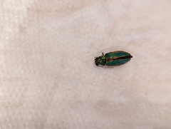 Buprestis aurulenta