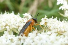Sterictiphora angelicae
