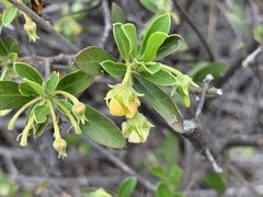 Diospyros