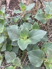 Mirabilis multiflora