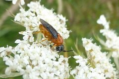 Sterictiphora angelicae
