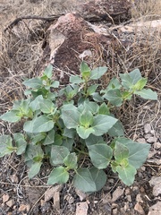 Mirabilis multiflora