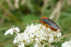 Sterictiphora angelicae