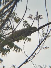 Iguana iguana