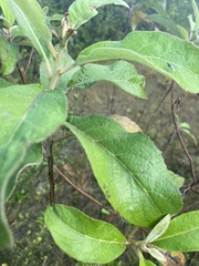 Pluchea carolinensis