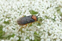 Sterictiphora angelicae
