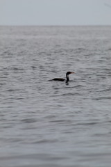 Poikilocarbo gaimardi