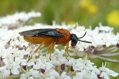 Sterictiphora angelicae