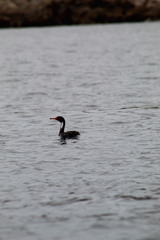 Poikilocarbo gaimardi