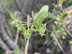 Diospyros