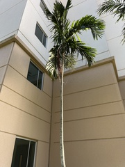 Ptychosperma elegans