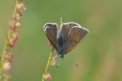 Lycaena hippothoe