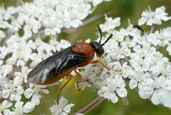 Sterictiphora angelicae