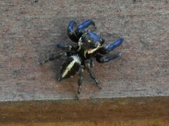 Evarcha denticulata