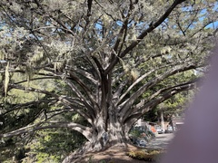 Cupressaceae