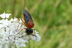 Sterictiphora angelicae
