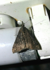 Hypena obsitalis