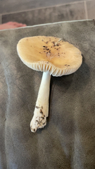 Amanita fulva