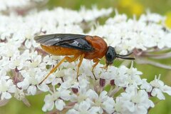 Sterictiphora angelicae