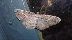 Neoalcis californiaria