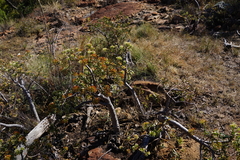 Crassula sarcocaulis