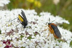 Sterictiphora angelicae