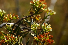 Crassula sarcocaulis
