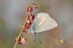 Aricia nicias