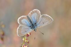 Aricia nicias