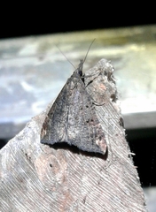 Hypena obsitalis