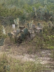 Opuntia stricta
