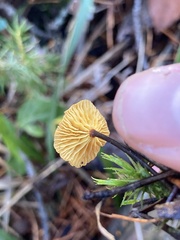 Xeromphalina cauticinalis