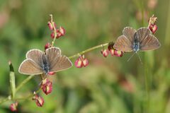 Aricia nicias