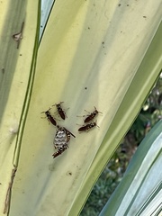 Polistes crinitus