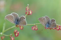 Aricia nicias
