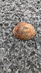 Arcidae