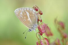 Aricia nicias