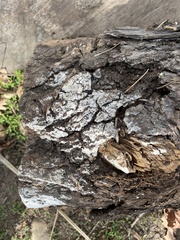 Ceratiomyxa fruticulosa