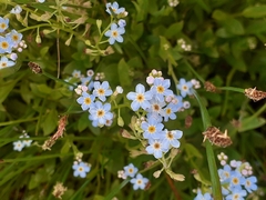 Myosotis