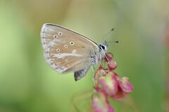 Aricia nicias